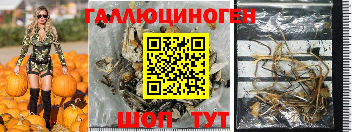 Галлюциногенные грибы Psilocybine cubensis  Губкинский 